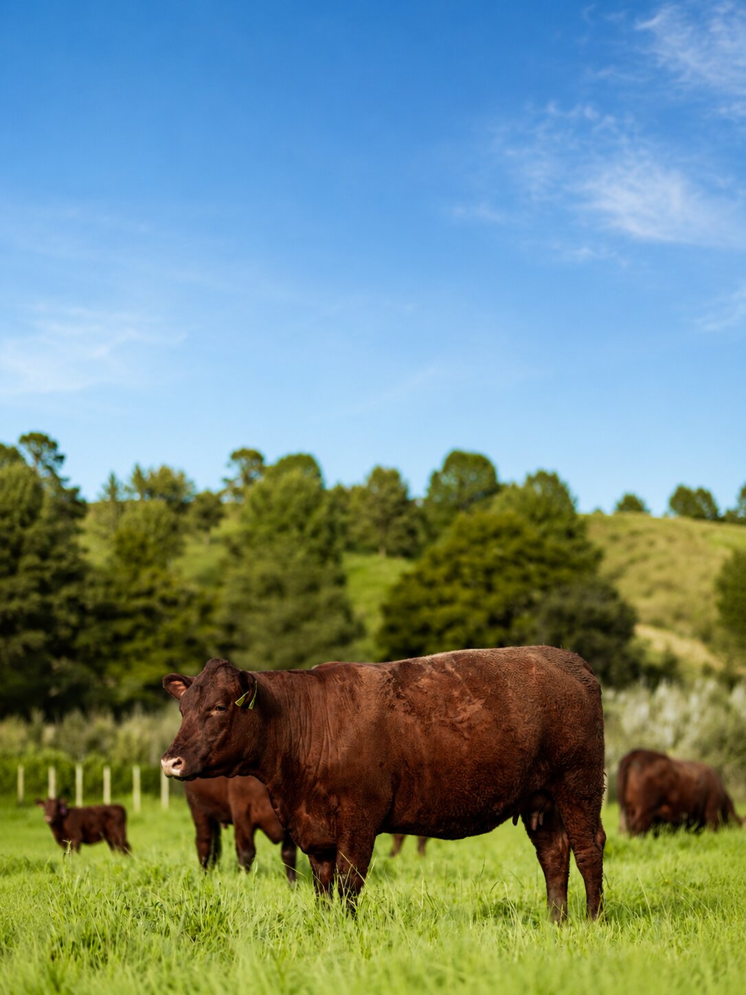 Devon cattle