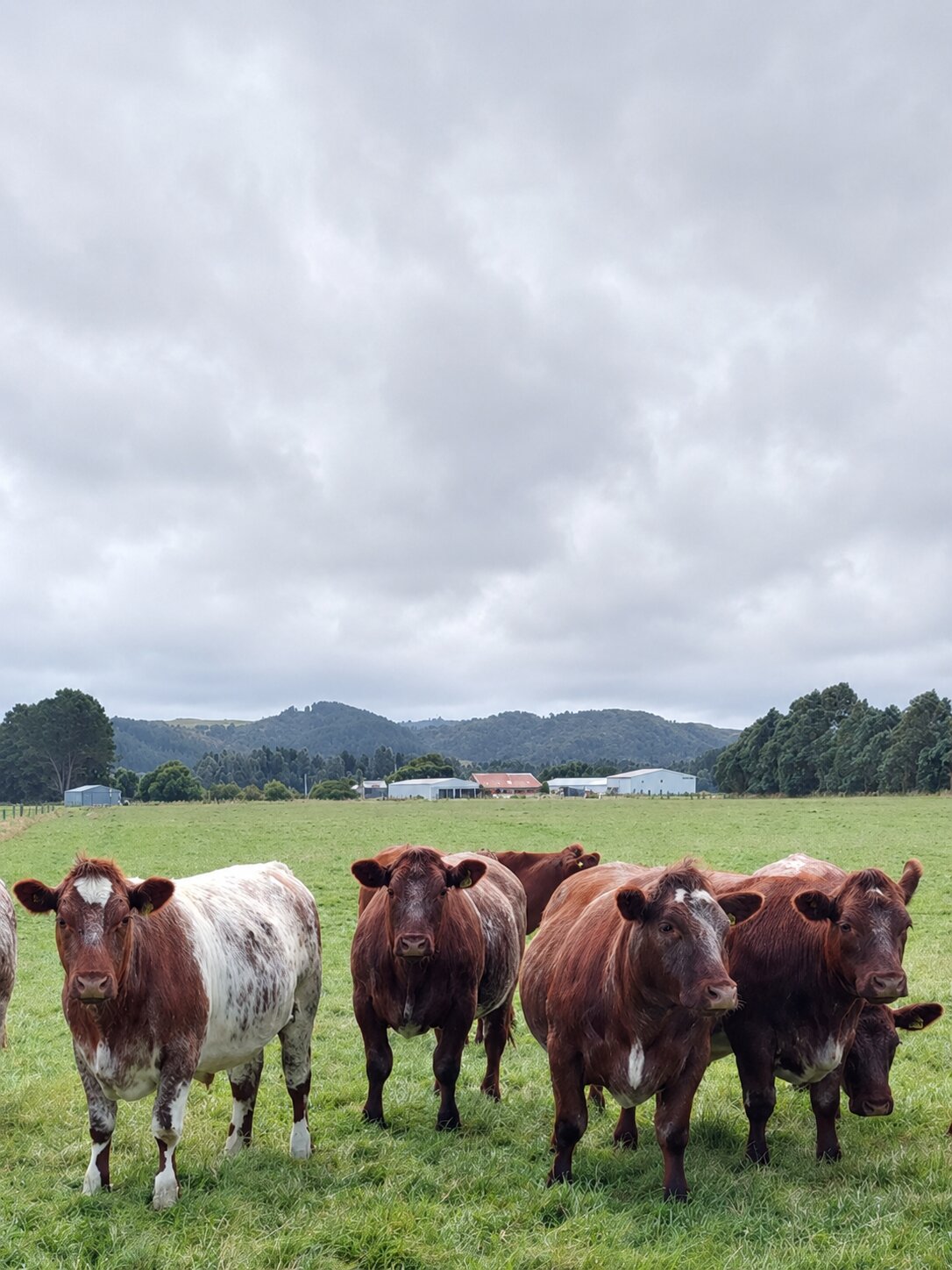 Shorthorn cattle
