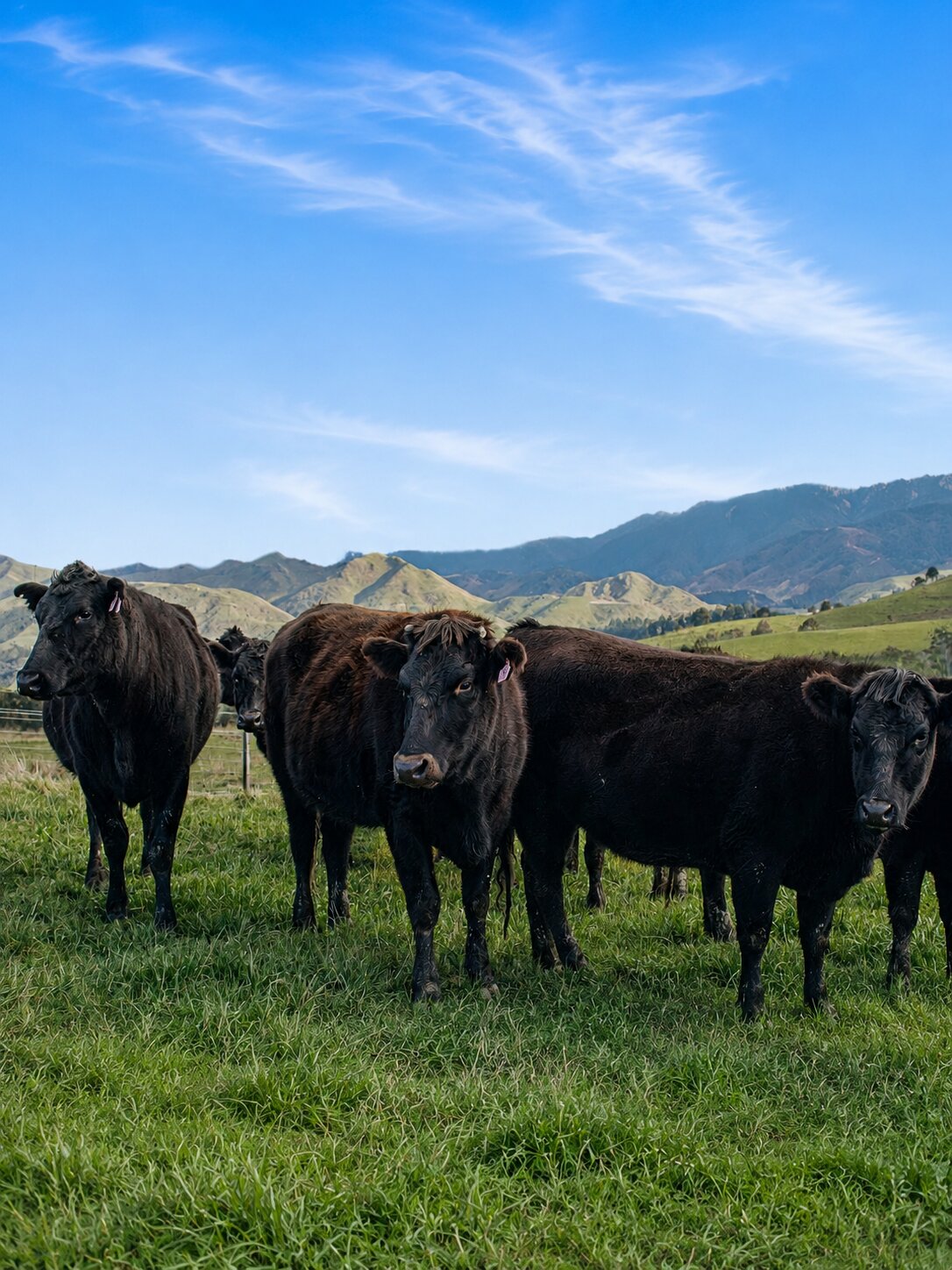 Wagyu x cattle